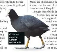  ??  ?? Coots are eaten in Serbian restaurant­s.