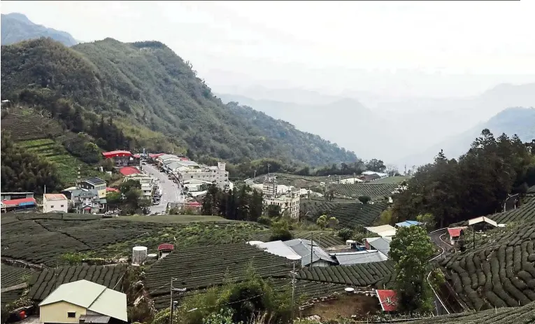  ??  ?? The breathtaki­ng sight of the tea plantation near the leisure farm lodgings at Long Yun, where the writer stayed. — Photos: NG KOK LEONG/The Star