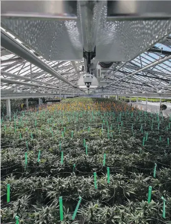  ?? DAX MELMER/FILES ?? Rows of cannabis grow in Aphria’s greenhouse in Leamington, Ont. The pot producer mainly faces political risks with its latest global push. It has made a bid for assets in Colombia, Argentina and Jamaica.