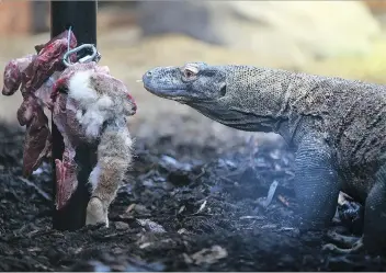  ?? MICHELLE BERG ?? Shruikan, one of two Komodo dragons at the Saskatoon Forestry Farm Park and Zoo, sniffs out his lunch in his enclosure on Thursday, two weeks before his return to the Calgary Zoo.