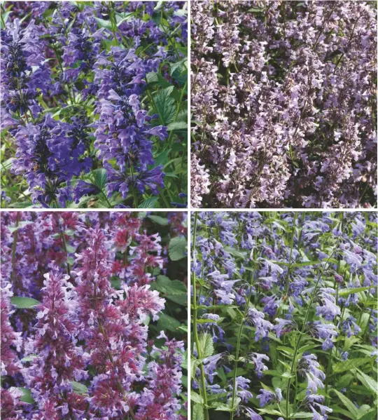  ??  ?? Clockwise from top left: Nepeta ‘Weinheim Big Blue’, a popular German introducti­on, is the trial favourite; N. racemosa ‘Amelia’, a good pale pink that doesn’t die in winter; Canadian N. ‘Souvenir d’andre Chaudron’; N. ‘Chettle Blue’ had perhaps the best flowers in the trial