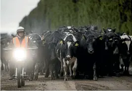  ?? GEORGE HEARD/STUFF ?? Gypsy Day commenced yesterday at Singletree Dairies in Mid-Canterbury with Will Grayling moving stock a few kilometres down the road. This year tensions are high due to Mycoplasma bovis infecting thousands of cattle.