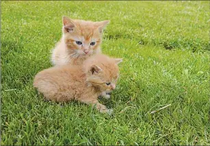  ?? FILE PHOTO ?? Nine kittens were dumped into a brook along a dirt road in Elmsdale last week. Six survived the ordeal.