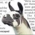  ??  ?? DELAY LLAMA Eight escaped