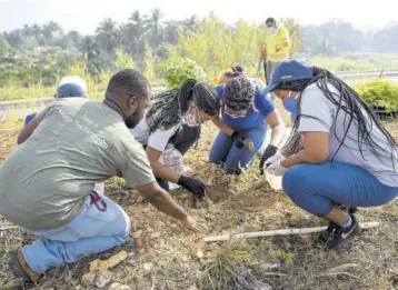  ??  ?? Forest technician with the Forestry Department, Stephen Williams (left), guides
The University of the West Indies, Mona, Rotaract Club members (from second left) Roshan Gordon, Valeska Morrison, and Kimona Kenlock as they engage in treeplanti­ng along the north south leg of Highway 2000 in the vicinity of the Linstead Toll Plaza, last Saturday. The National Road Operating and Constructi­ng Company partnered with the Rotaract Club to plant more than 400 trees at the site as part of the Three Million Trees Initiative.