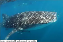  ??  ?? You can even swim with whale sharks…if you want to