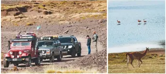  ??  ?? Los domos dentro del P.N. Perito Moreno son una opción para quedarse: rústicos de campaña; hay que reservar lugar en la intendenci­a de este parque. Arriba: la caravana 4x4 fue la única que se realizó hasta ahora. Naturaleza pura: Los guanacos comparten el hábitat con los flamencos rosados.