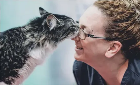  ?? MONTREAL SPCA
THE CANADIAN PRESS ?? A cat named Baloo nuzzles with a vet technician in a handout photo from the Montreal SPCA. A Purolator employee found the cat in Montreal, and the local SPCA co-ordinated a return trip for the furry stowaway after they got in touch with his Halifax-based owner on Monday.