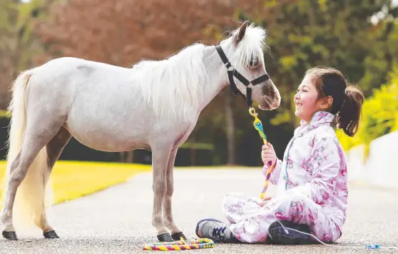  ?? Picture: JUSTIN LLOYD ?? UP CLOSE: Millie the miniature horse meets Safiya Sowaid, 6, at The Children’s Hospital at Westmead in Sydney.