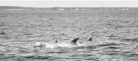  ??  ?? Researcher­s are studying bottlenose dolphins in the Chesapeake Bay and have found denser pods in the lower bay than off the coast of Western Australia.