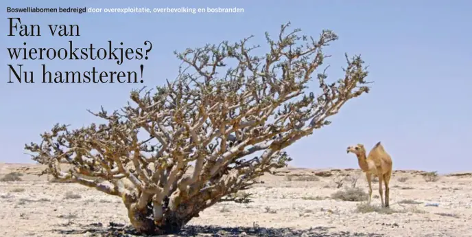  ?? © Arco/F. Schneider ?? Een eenzame wierookboo­m in Oman.