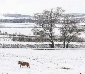  ?? (AP/Danny Lawson) ?? A pony walks in the snow near Millhouse Green in northeast England on Sunday.