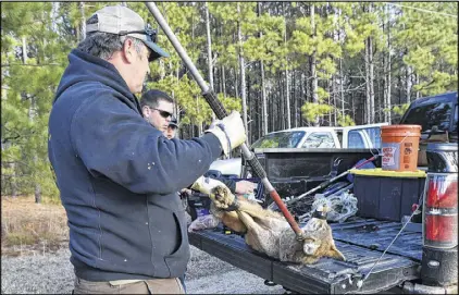  ?? HYOSUB SHIN / HSHIN@AJC.COM ?? Dan Eaton (foreground), president of CSRA Trapping Service, pulls a coyote from his truck near Appling, 120 miles east of Atlanta, on Feb. 5. In the next two years, Dr. Mike Chamberlai­n plans to place GPS devices on 160 coyotes in Georgia, South...