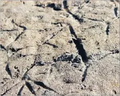  ?? Photos: ANNA LOREN ?? Cross hatch:Pukeko leave their mark in the mud.