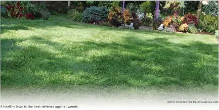  ?? PHOTO COURTESY OF MELINDAMYE­RS.COM ?? A healthy lawn is the best defense againstwee­ds.