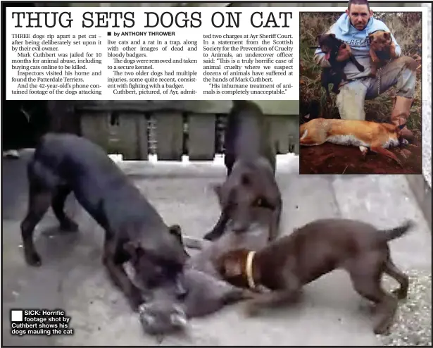  ??  ?? ■
SICK: Horrific footage shot by Cuthbert shows his dogs mauling the cat