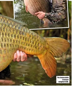  ??  ?? The Immaculate Common weighed 42lb.