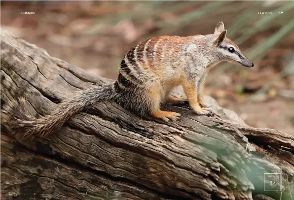  ??  ?? A few tweaks to turn a numbat into a thylacine? The striped termite- eating numbat, about the size of a large squirrel, will have its DNA edited to resemble that of its long-lost cousin.IMAGES 01 Nick Rains / Australian Geographic 02 Tasmanian Museum and Art Gallery 03 Rod Start / Museums Victoria 04 Andrew Pask 05 Vac1 / Getty Images 06 Craigrjd / Getty Images