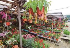  ??  ?? Flowers in pots and pitcher plants at Kundasang Market.