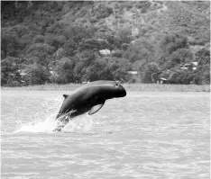  ??  ?? This handout from the Wildlife Conservati­on Society taken on Sept 9, 2016 and released on Nov 23, 2016 shows an Irrawaddy dolphin jumping in the Irrawaddy river near Mandalay.