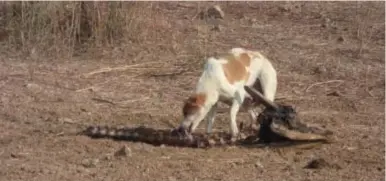  ?? // JOSÉ CARLOS DE LA FUENTE ?? Perro pariah carroñeand­o en la carcasa de una vaca en Bera. El perro es, con mucho, el carnívoro más abundante de la India