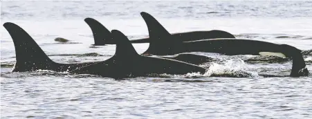  ?? ELAINE THOMPSON/THE ASSOCIATED PRESS FILES ?? Although it's difficult to say without confirmed sightings, the Department of Fisheries and Oceans' Dustin De Gagne says it seems the southern resident orca pods may be doing a “clockwise trip around Vancouver Island, now looking elsewhere for food.”