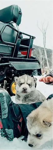  ??  ?? El niño de tres años quedó fascinado con la visita a Siberianos de Fuego (Centro “Las Cotorras”) donde jugó con los tiernos cachorros.