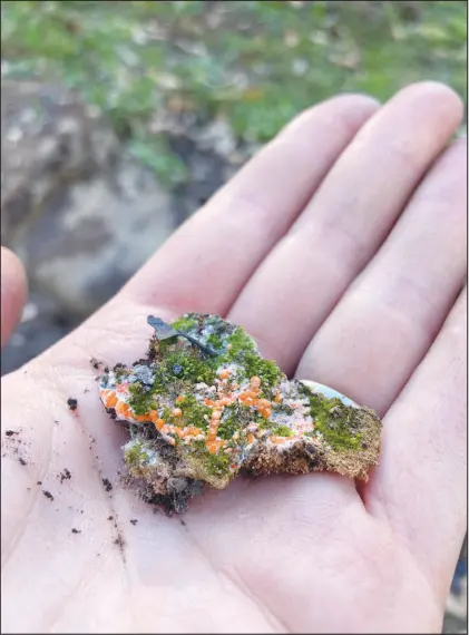  ?? MONIKA FISCHER VIA THE NEW YORK TIMES ?? Pyronema and moss are seen on a soil aggregate. A new study, published in October in the journal Frontiers in Microbiolo­gy, aimed to uncover the food source that allows Pyronema, a genus of pyrophilou­s fungi, to appear so quickly in such big numbers after a fire.