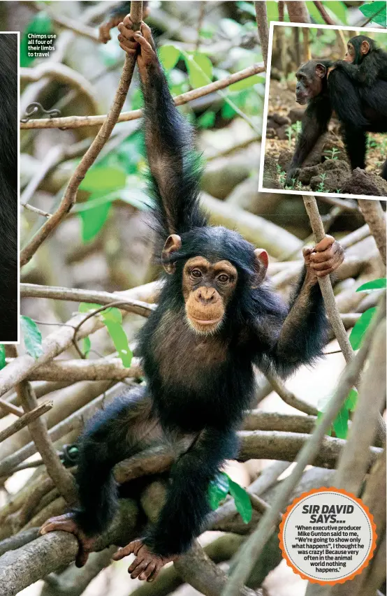  ??  ?? Chimps use all four of their limbs to travel