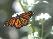  ??  ?? A butterfly alights on flowers Tuesday along Browns Ferry Federal Road Trail in Chattanoog­a.