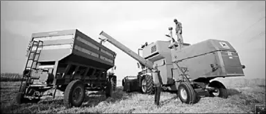  ??  ?? A combine harvester harvests wheat at a field in Qamishli, Syria June 2, 2019. (Photo:Reuters)