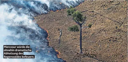  ??  ?? Mercosur würde die ohnehin dramatisch­e Abholzung des Regenwalde­s befeuern.