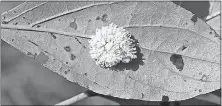  ?? EXTENSION OFFICE] [JOE BOGGS/OHIO STATE UNIVERSITY ?? Dogwood sawfly