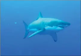  ?? COURTESY YANNIS PAPASTAMAT­IOU ?? Shark researcher­s have discovered that white sharks associate with other individual­s so they can share informatio­n on the location of prey.