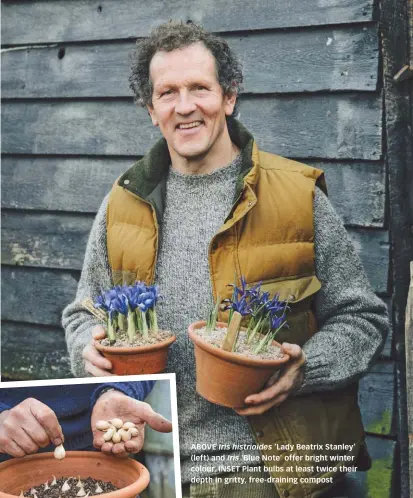  ??  ?? ABOVE Iris histrioide­s ‘Lady Beatrix Stanley’ (left) and Iris ‘Blue Note’ offer bright winter colour. INSET Plant bulbs at least twice their depth in gritty, free-draining compost