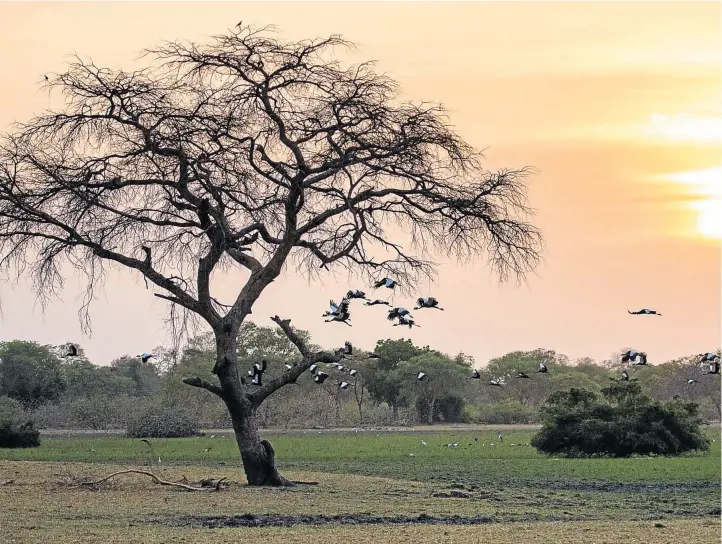  ?? Pictures: VANESSA STEPHEN ?? DANCING IN THE DUSK: Northern black-crowned cranes fly at sunset to roost in trees in the Zakouma National Park