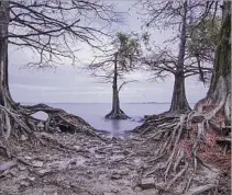  ??  ?? PAISAJES. Los “árboles fantasma” de San Gregorio de Polanco son los favoritos de Mauricio Carballo.