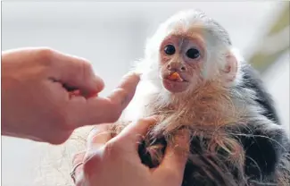  ?? Photo: REUTERS ?? Left in the lurch: Mally the monkey clings to a stuffed toy while in quarantine in Germany.