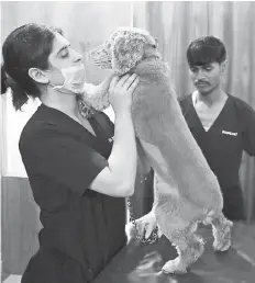  ??  ?? In this photograph taken on Apr 24, Dr. Shabeena Qayoom plays with pet dog Cooper, who was treated for worms, at the Renalvet clinic for animals in New Delhi. Acupunctur­e, blood filtration, kidney cleanses — no procedure is out of the question for the...