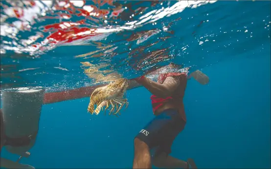  ?? Associated Press photos ?? A diver holds onto his catch of lobsters during a fishing journey in the Miskito coast near Cay Savannah, Honduras. A diver makes 75 lempiras ($3) per pound of lobster. An average 10pound daily haul of lobster is a windfall for people in one of the most impoverish­ed regions of the Americas, so many take the risk, and many suffer for it.