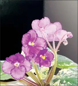  ??  ?? This undated photo provided by Ana Carlson of Sill Appeal shows a variegated African violet with purple flowers in Santa Monica, Calif. The houseplant has become a popular variety on the
social media app Instagram. (AP)