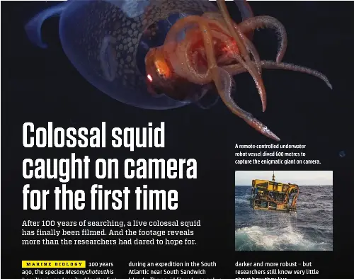 Colossal squid caught on camera for the first time - PressReader