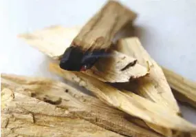  ??  ?? EMPRENDIMI­ENTO. Un grupo de mujeres aprovecha el fruto del palo santo para extraer sus aceites esenciales.