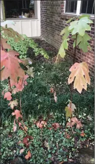  ?? (Special to the Democrat-Gazette) ?? In late October, volunteer oakleaf hydrangeas can be transplant­ed to a spot where they won’t be sunburned.