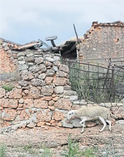  ?? Picture Jorge Sanz ?? A sheep wanders around the ruins of an abandoned home in Cabreriza, a ghost village in the Spanish region of Soria