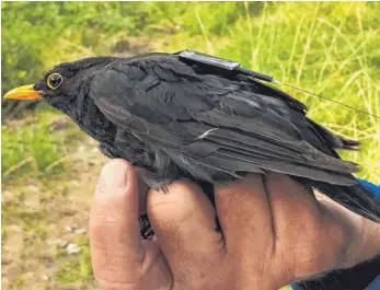  ?? FOTO: MPI FÜR ORNITHOLOG­IE/MAXCINE/DPA ?? Eine Amsel trägt einen der neuen, unter fünf Gramm schweren „IIcarus“-Sender, die über die ISS wertvolle Daten der Tiere in ihrer Umwelt an die Wissenscha­ftler übertragen.