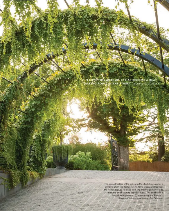  ??  ?? The open structure of the arbour is the ideal showcase for a climbing plant like Boston ivy. An Iowa crabapple tree near the front gate was retained from the original garden to add maturity and height to the new layout. The bed below is fringed with gardenias ( Gardenia augusta ‘Florida’). Bluestone cobbleston­e paving, Eco Outdoor.