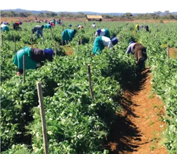  ??  ?? Bumper harvest . . . in 1997 Zimbabwe found itself eager to appease land hunger at a time that the British were going for a general election