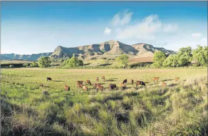  ??  ?? Still grazing: The thousands of existing outstandin­g land claims can serve as a useful starting point for land expropriat­ion, suggests the author. Photo: Madelene Cronjé