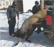  ?? COURTESY PHOTO ?? Officers with the New Mexico Game and Fish Department help remove elk earlier this week after the animals caused damage to private property in Northern New Mexico.